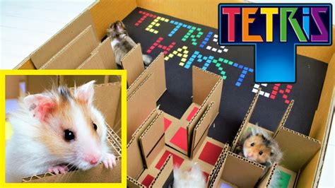 Descarga la última versión de los tetris® es una versión moderna del clásico juego de crear filas colocando las piezas que caen del. LABERINTO PARA HAMSTER DE TETRIS ORIGINAL 🐹 JUEGO TETRIS ...