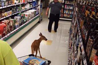 Visit festival foods in janesville and find a wide selection of groceries, liquor, ev charging stations, dmv renewals and more. Watch: Deer browses wine aisle in Wisconsin grocery store ...