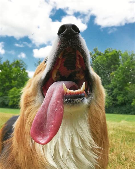Pictures Of Dogs Making Funny Faces Popsugar Uk Pets Photo 32