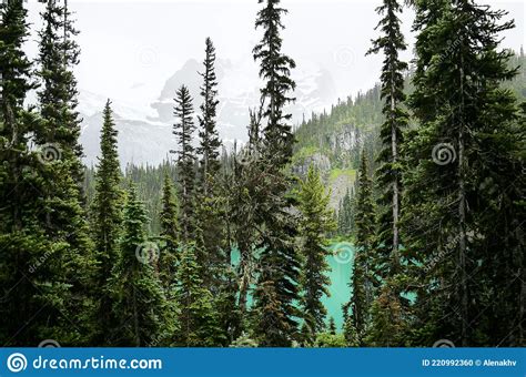 Beautiful Rainforest In British Columbia Canada Stock Photo Image