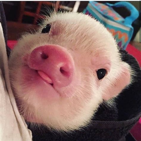 Wholesome Compiglation Of Tini Tiny Pigs Cute Baby Pigs Cute Piglets