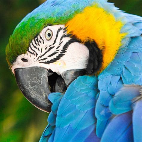 Parrot Encyclopedia Blue And Yellow Macaw World Parrot Trust