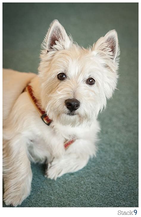 271 Best Images About Westies Are The Besties On Pinterest Cairn
