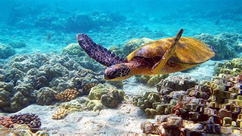Sea Turtle Wallpaper 1920x1080 Free Turtle Backgrounds Download