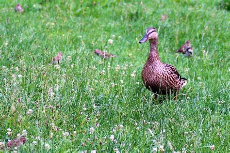 Free Images Nature Grass Lawn Prairie Flower Wildlife Fowl