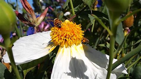 Check spelling or type a new query. Bees pollinating a flower Black & White bee - YouTube