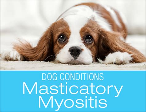 Ayurvedic Treatment For Masticatory Muscle Myositis In Dogs