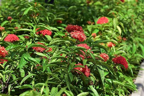 Also features many species native to singapore and the region. Butterflies of Singapore: Favourite Nectaring Plants #6