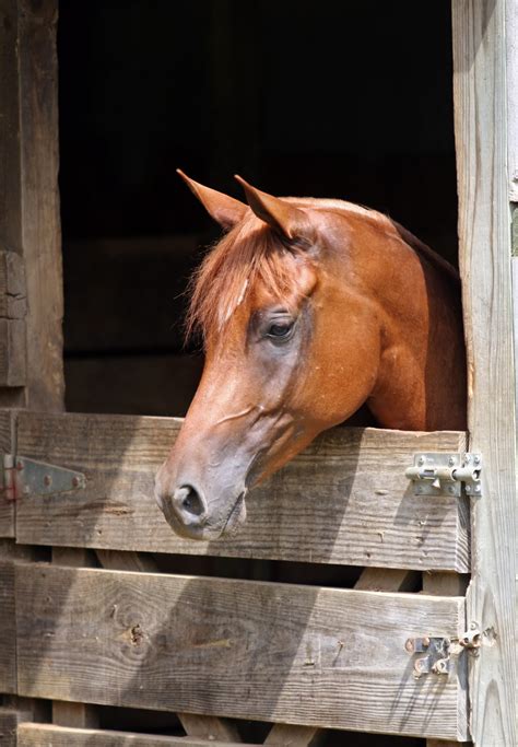 Horse Owners Beware 3 Myths That Can Be Disastrous To Horse Health