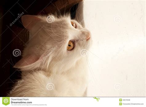 Check out the 10 best pairs that we have picked out for you. Scared Cat Royalty Free Stock Image - Image: 34570346