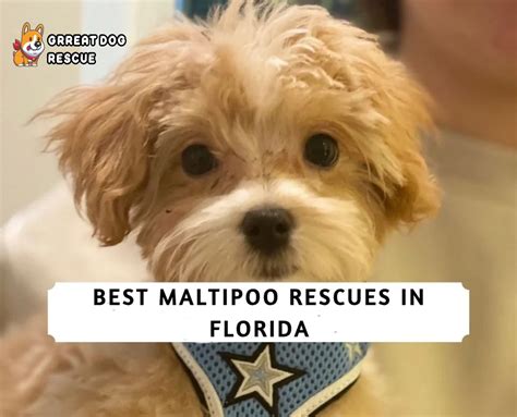 5 Best Maltipoo Rescues In Florida 2024