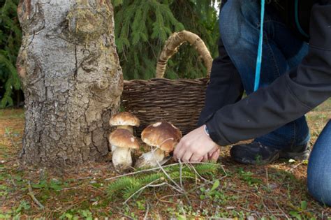 Steinpilze einlegen Rezepte mit Essig und Öl Anleitung
