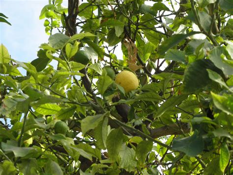 Citrus × Limon L Osbeck Plants Of The World Online Kew Science