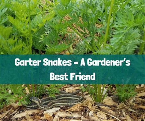 Garter Snakes A Gardeners Best Friend Growing With Nature