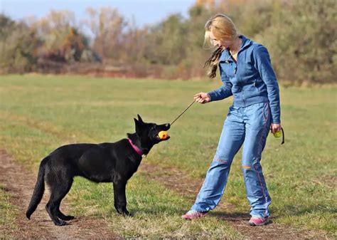 How To Properly Walk A German Shepherd Puppy
