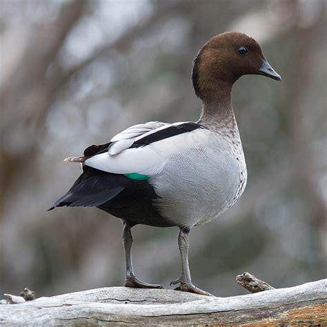 Australian Wood Duck Canberra Birds