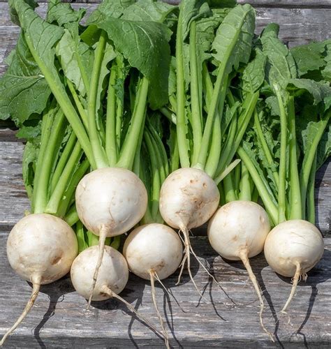 About Turnips Turnip Organic Fertilizer Big Plants