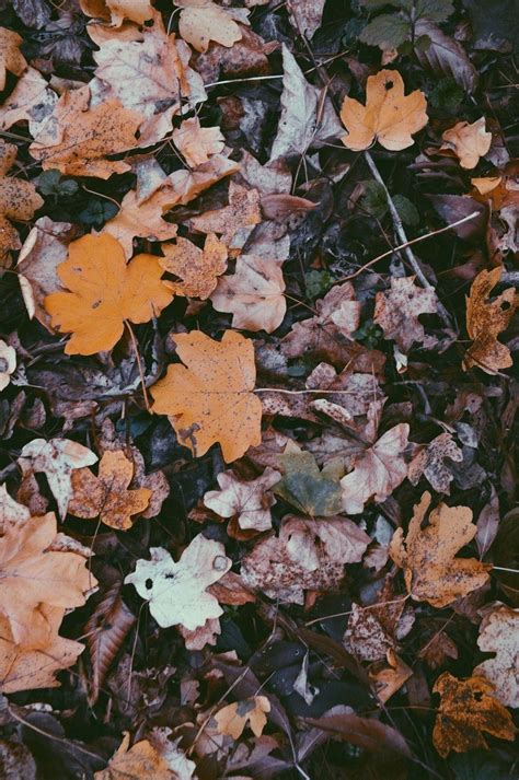 Aesthetic Autumn Leaves Wallpaper