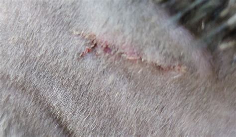 Cat Spay Incision Site Advice Needed With Pictures Thecatsite