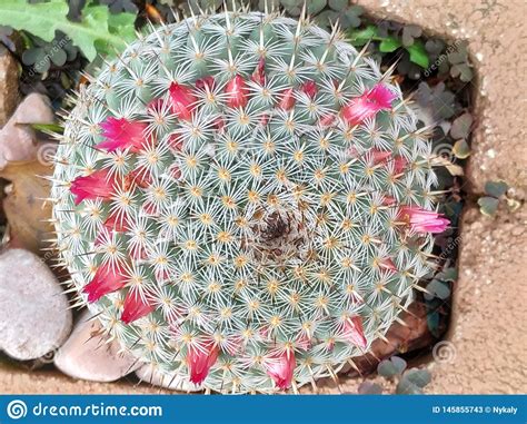 Blossom of cactus, flowers in yellow and red color, closeup of blooming thorn plant. Round Cactus Cluster With Pink-red Flowers On Their Heads ...