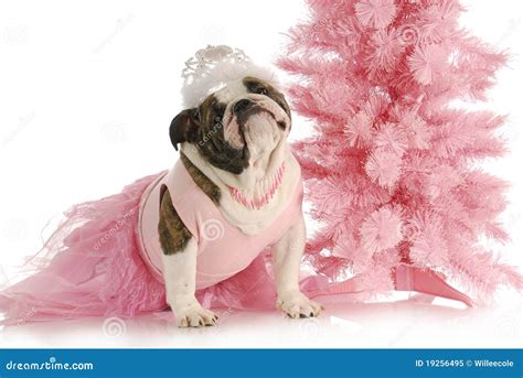 Spoiled Dog Stock Image Image Of Adorable Purebred 19256495