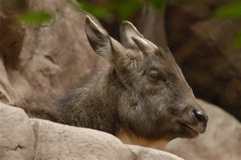 18 Wild Animals In South Korea Wildlife In South Korea Kevmrc