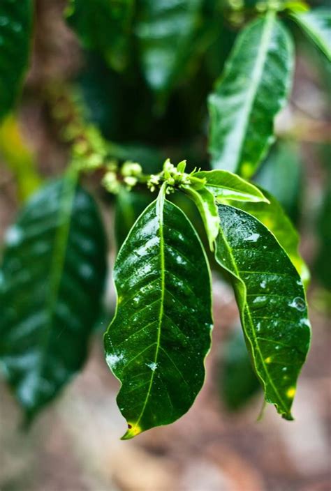Coffee Botany — Penstock Coffee Roasters