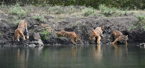 Know More About Us Nagarahole Tiger Reserve