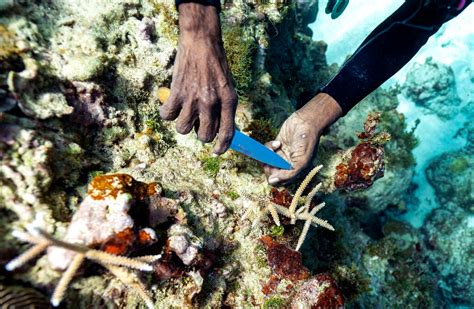 Coral Gardeners Bring Back Jamaicas Reefs Piece By Piece Inquirer News