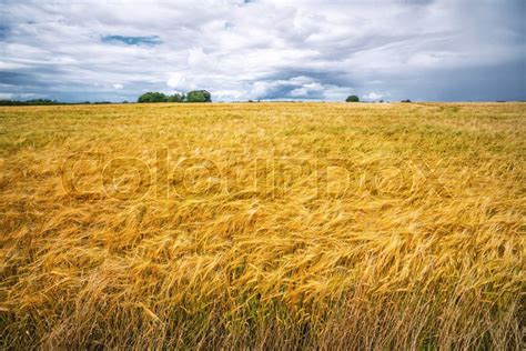 Golden Grain On A Cultivated Field In A Stock Image Colourbox