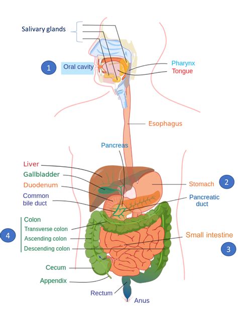 Digestion And Absorption Of Carbohydrates