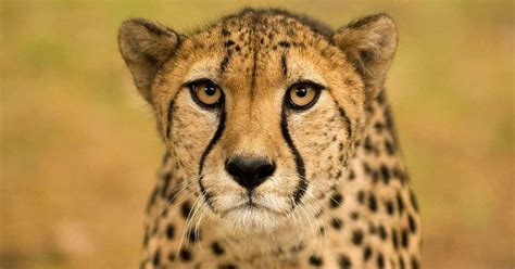 Mar 09, 2021 · for stage 3 kidney disease and earlier, the keto diet may show some promise. Cheetahs in Captivity Need a Better Diet - Feline