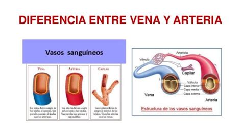 Diferencias Entre Arterias Y Venas Cuadros Comparativos E Infografias The Best Porn Website