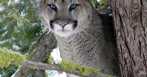 Two Separate Cougar Sightings Reported In Dallas