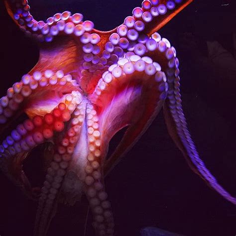 Octopus Octopus Ocean Creatures Beautiful Creatures