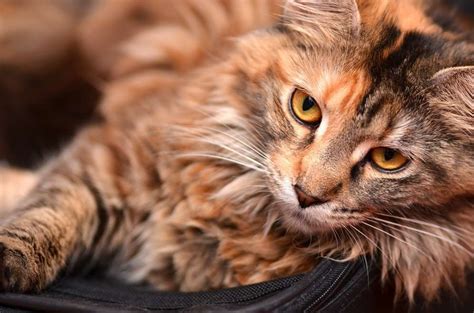 The Maine Coon Cat Cat Breeds Encyclopedia