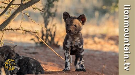 Amazing African Painted Dog Puppies Birth Youtube