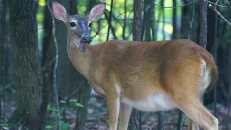 Pregnant Whitetail Deer Odocoileus Virginianus In June