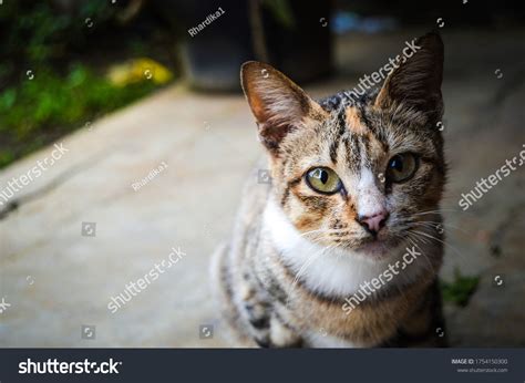 Indonesian Domestic Cat Other Generic Terms Stock Photo 1754150300
