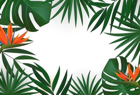 Palm Tree Border Vector Art Icons And Graphics For Free Download