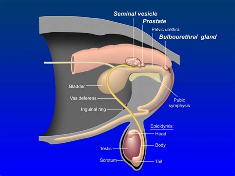 Male Anatomy Diagram Simple Human Physiology Functional Anatomy Of The Male Reproductive