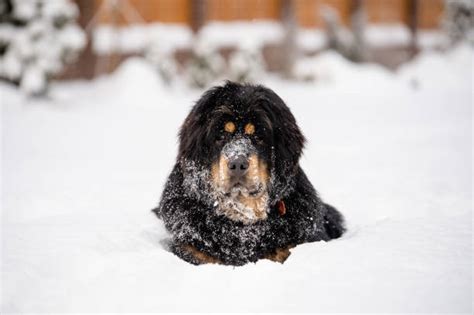 680 Tibetan Mastiffs Stock Photos Pictures And Royalty Free Images Istock