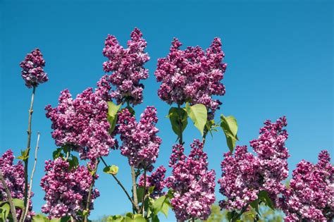 Syringa Vulgaris Prince Wolkonsky Lilas Rose Pépinière Du Penthièvre