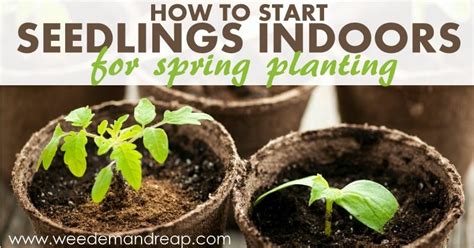How to Start Seedlings Indoors for spring planting - Weed 'em & Reap
