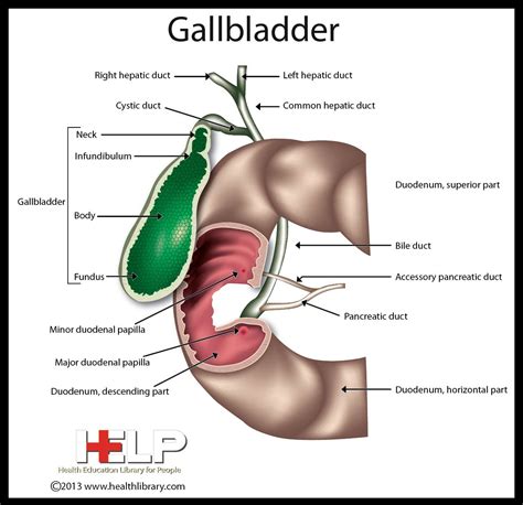 Health Education Information Gallbladder Anatomy Organs Body Anatomy Anatomy And Physiology