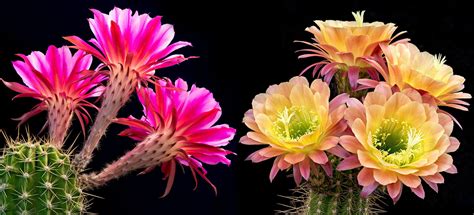 Since you don't have to worry about getting the flower to bloom. Cactus Flowers: Mother Nature's Fireworks