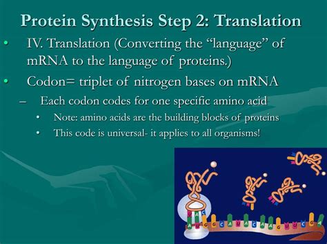 Ppt Dna Rna And Protein Synthesis Powerpoint Presentation Free Download Id3142062