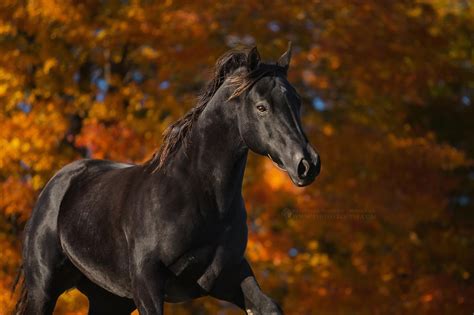 A Black Beauty Black Horses Wild Horses Majestic Horse Beautiful