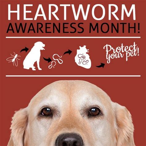 Heartworm Awareness Month Companions Animal Hospital
