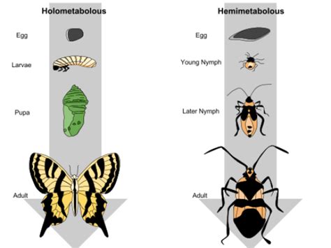 Difference Between Holometabolous And Hemimetabolous Metamorphosis In
